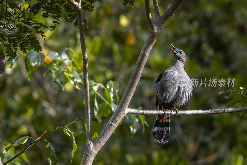 灰猫鸟，(Dumetella carolinensis)， Zorzal Gato, Moqueur chat。